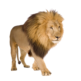 lion_PNG573.png