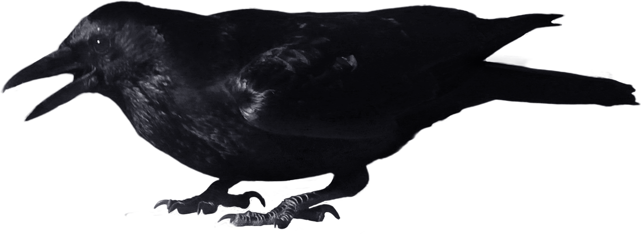 crow_PNG3108.png