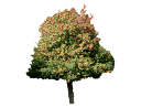 American HollyIlex opaca (2).skp