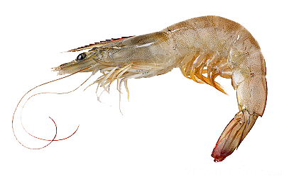 Shrimp (1).png