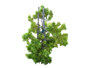 African Fern Pine, East African YellowwoodPodocarpus gracilior.skp