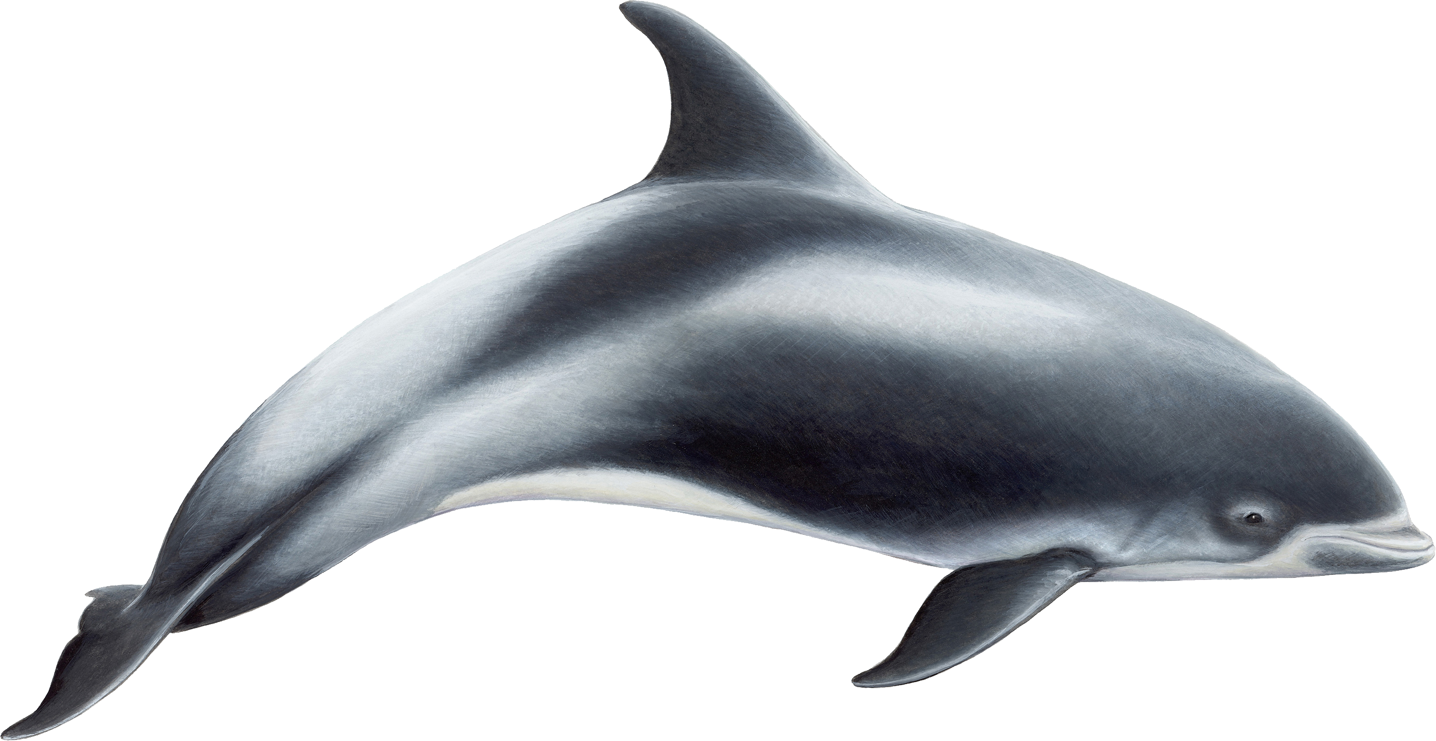 dolph0.png