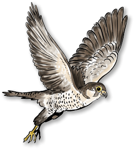 falcon (1).png