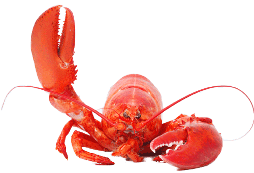 lobster (1).png
