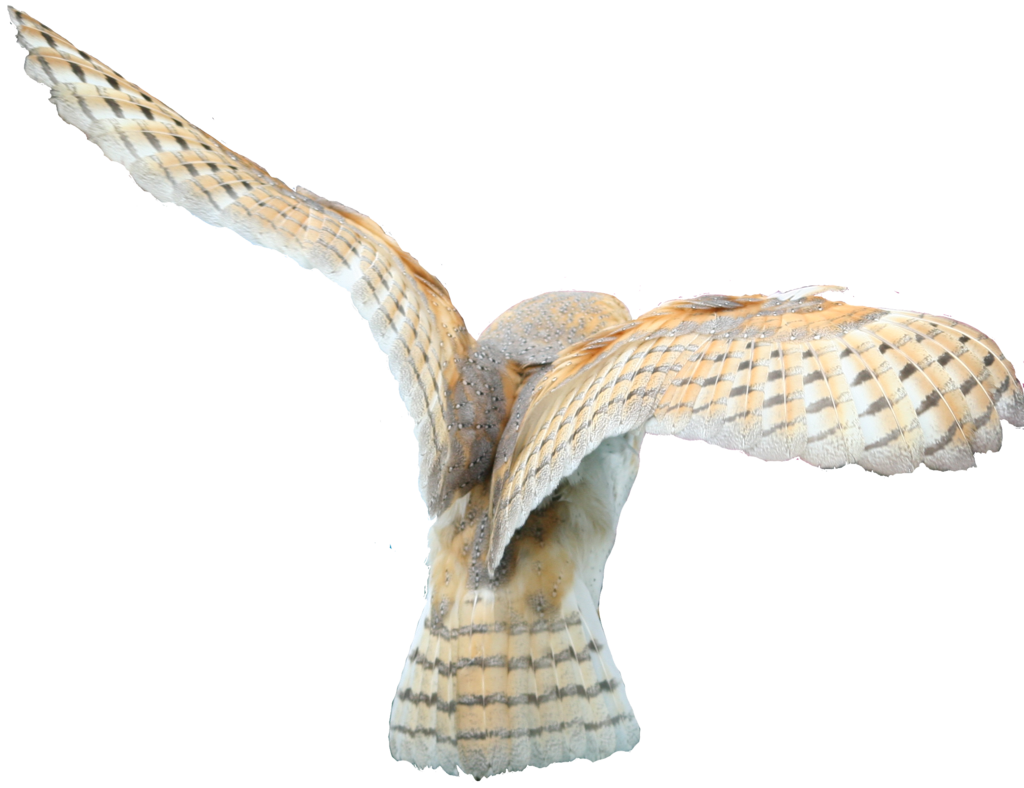barn_owl_stock___no_bg_by_hyperactive_activate-d4bpjfj.png