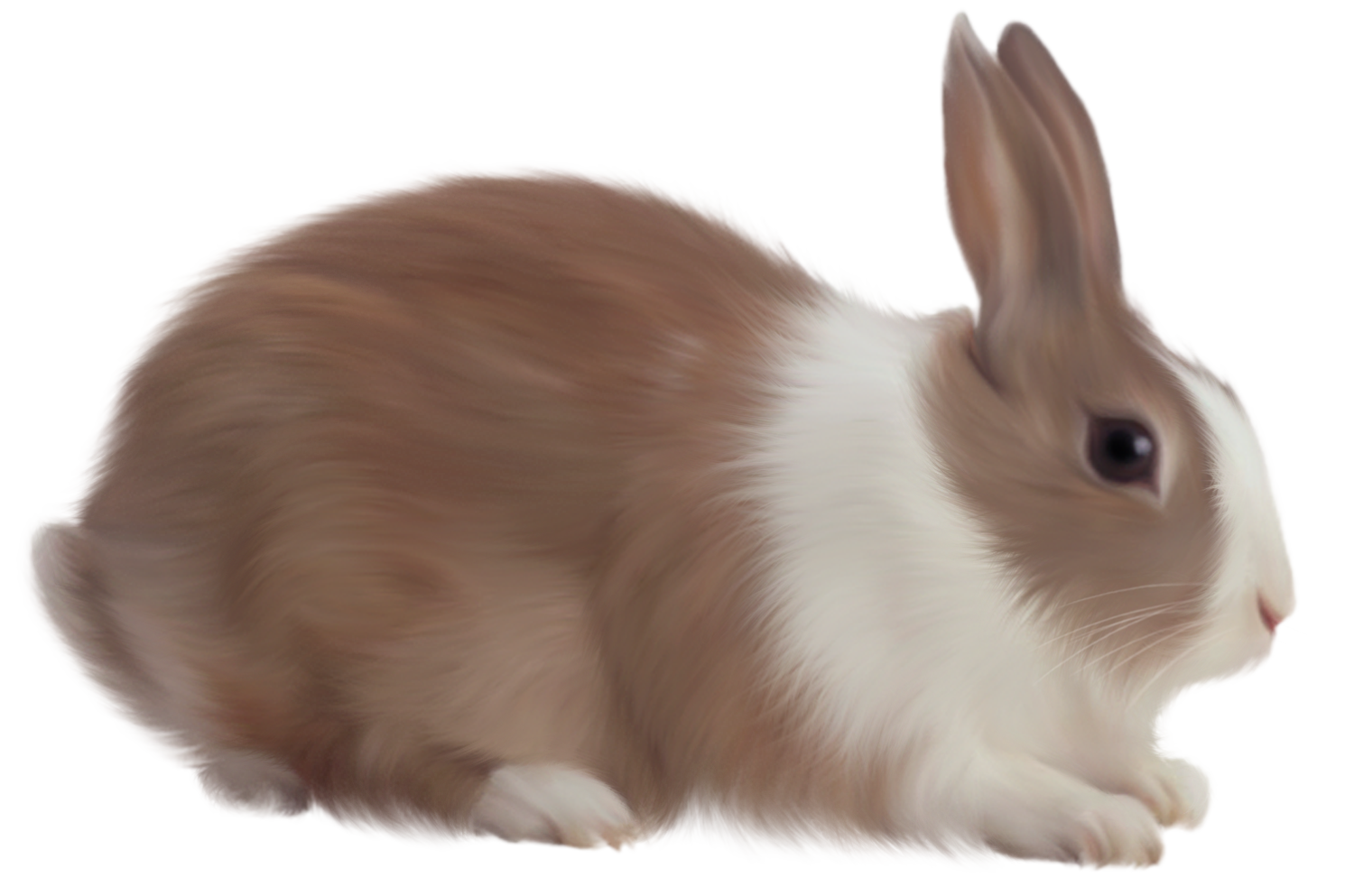 rabbit_PNG3800.png