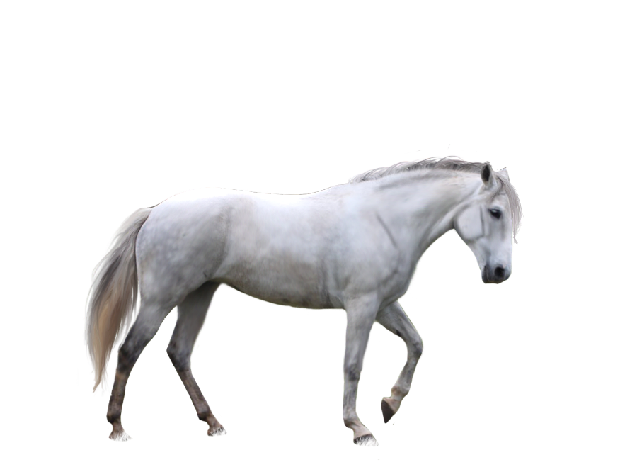 horse_PNG2532.png