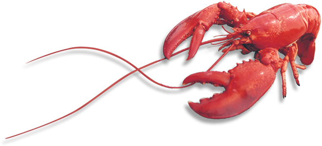lobster (3).png