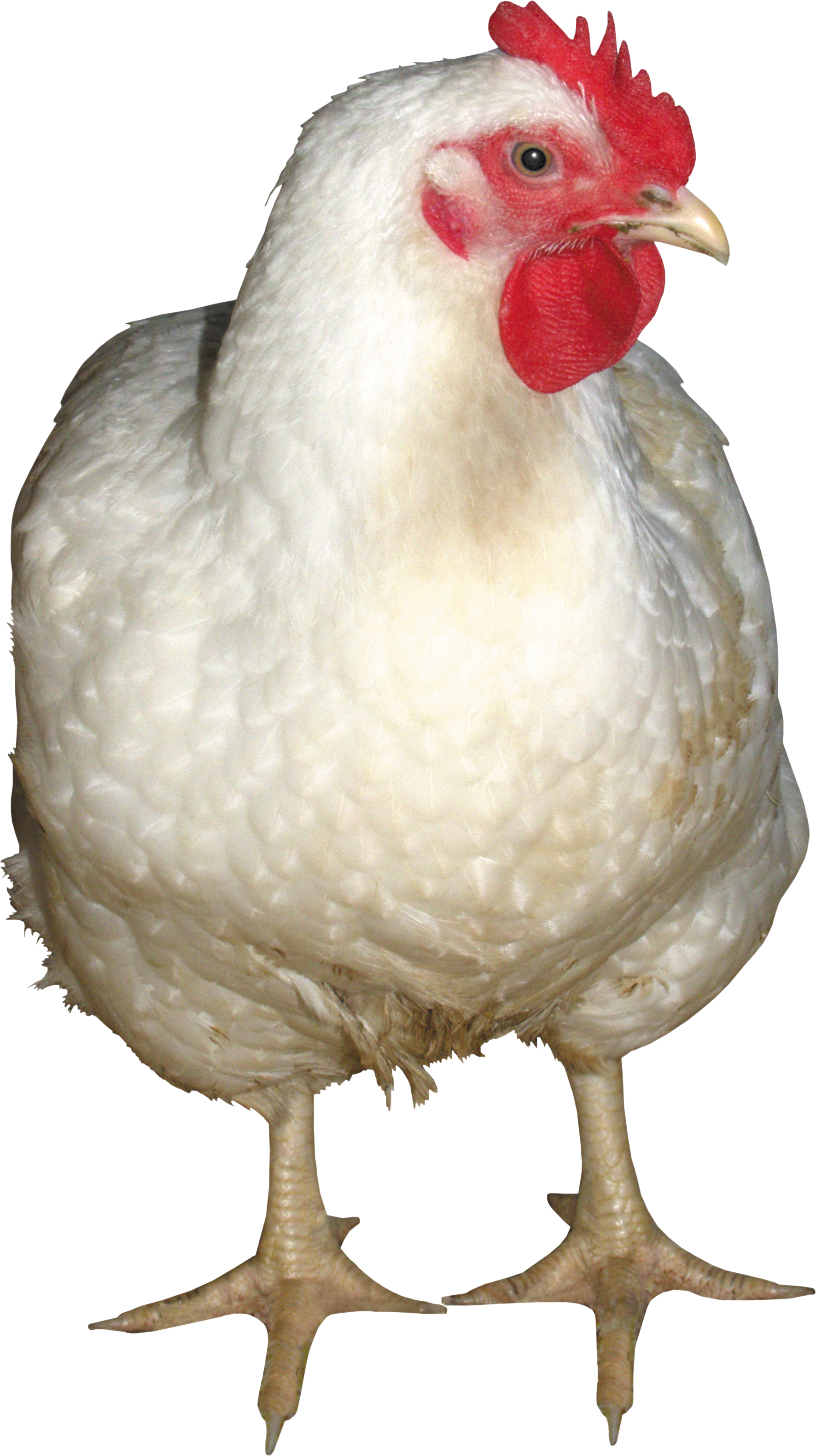 chicken_PNG2166.png