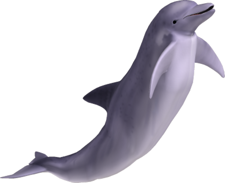 dolphin_06_by_clipartcotttage-d7arfl9.png