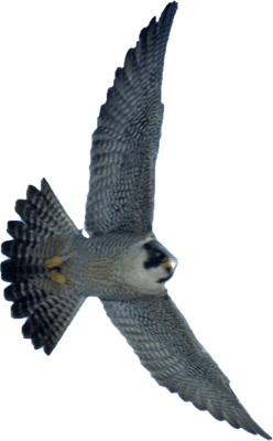 falcon (2).png