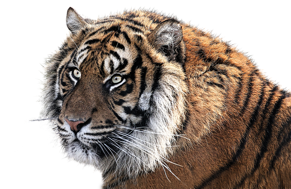 tiger-1526704_960_720.png