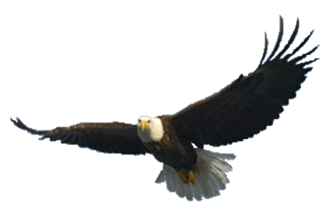 eagle_PNG1209(1).png