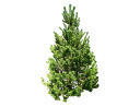 Alberta SprucePicea glauca _White Spruce_.skp