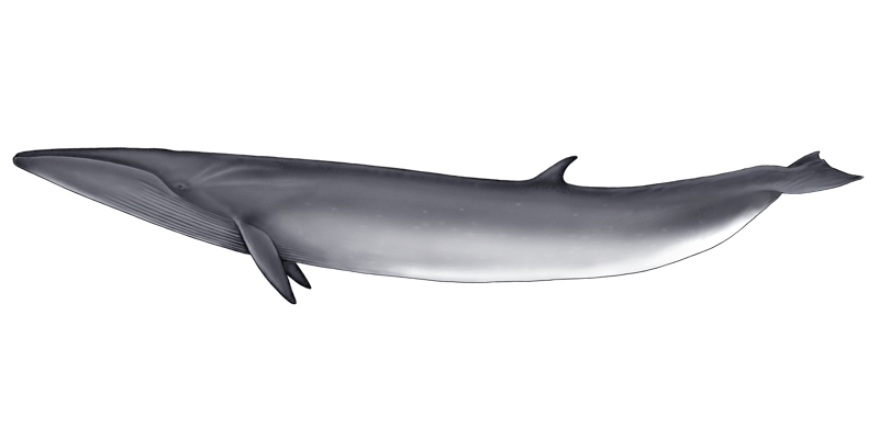 baleia_sardinheira.png