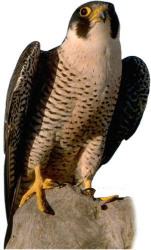 69204883_pticuy01.png