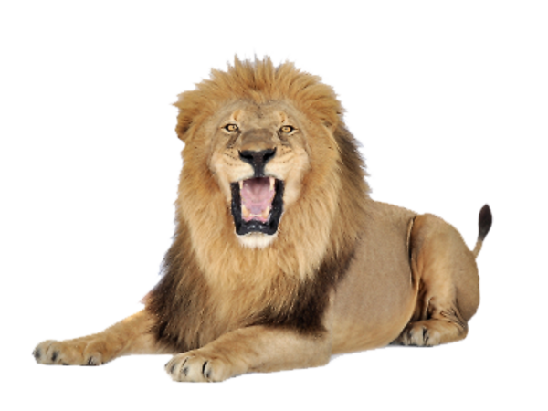9ac315a1-36a9-47d5-a644-32901c1cd24c.png