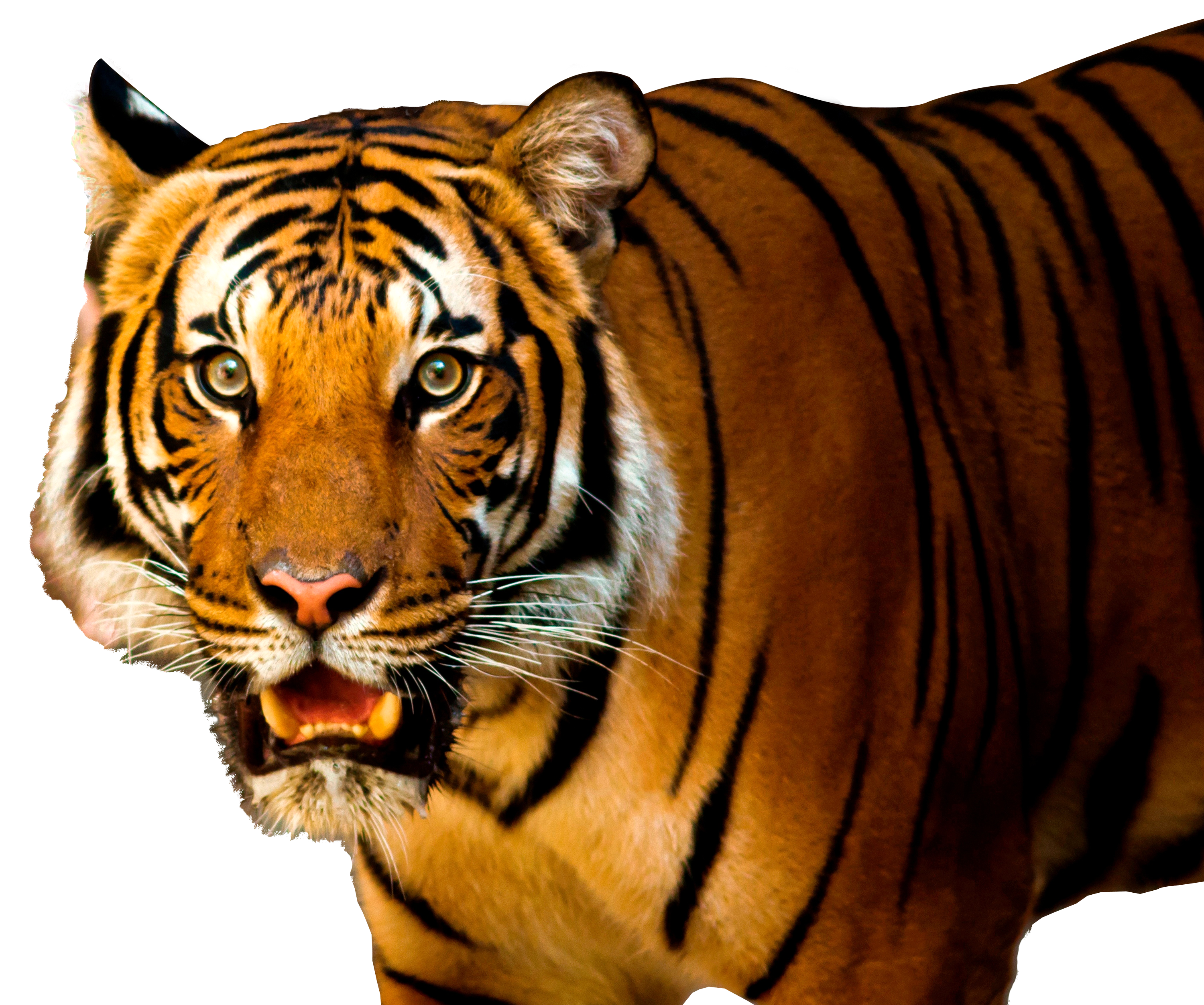 Tiger-PNG-image (1).png