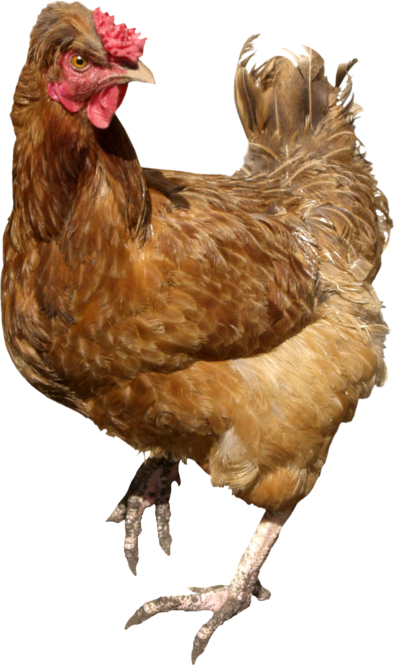 chicken_PNG2147.png