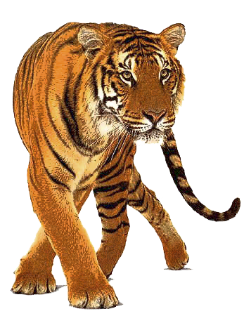 tiger_PNG546.png