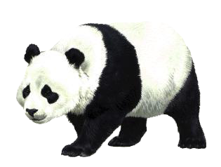 Google_Panda.png
