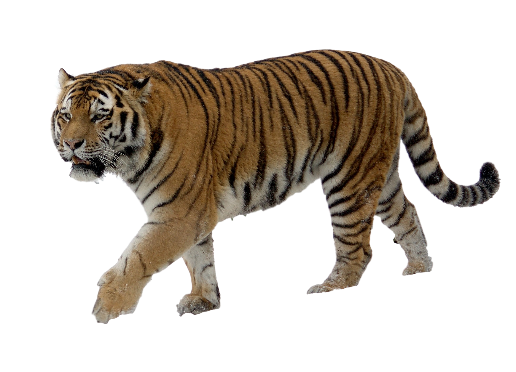 tiger.png