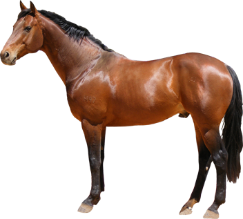 horse_PNG1381522315.png