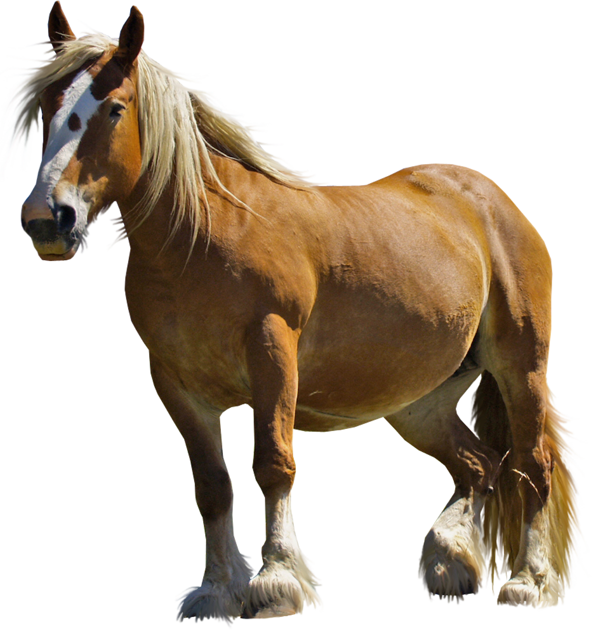horse_PNG1381521999.png