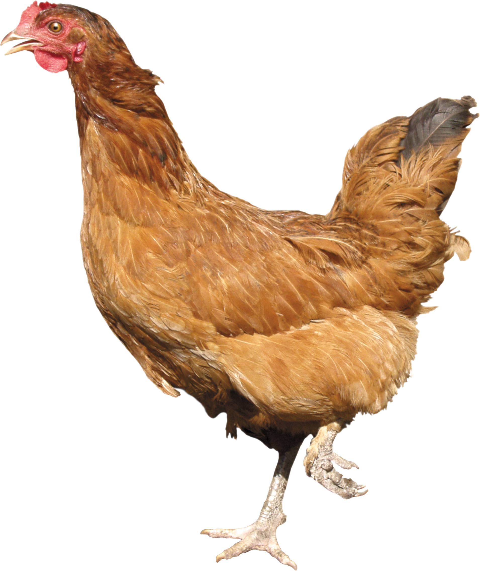 chicken_PNG2172.png
