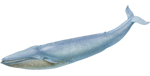 blue-whale2.png