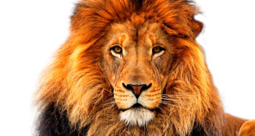 lion_face_by_xoxo9696-d800gko.png