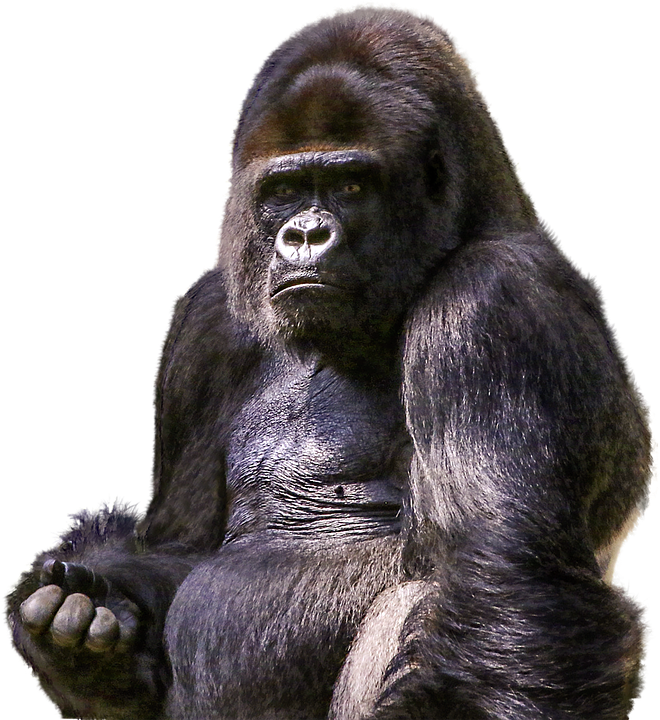 gorilla-1596803_960_720.png