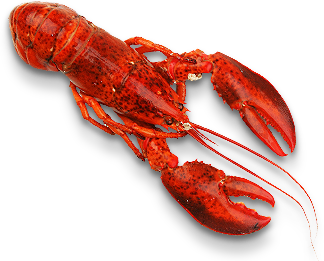 lobster (6).png