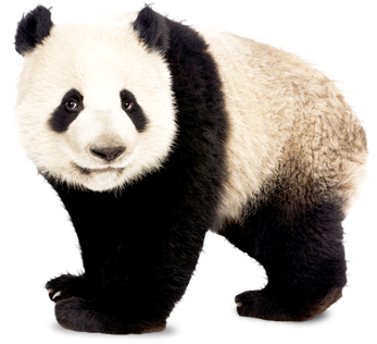 panda 5 (1).png