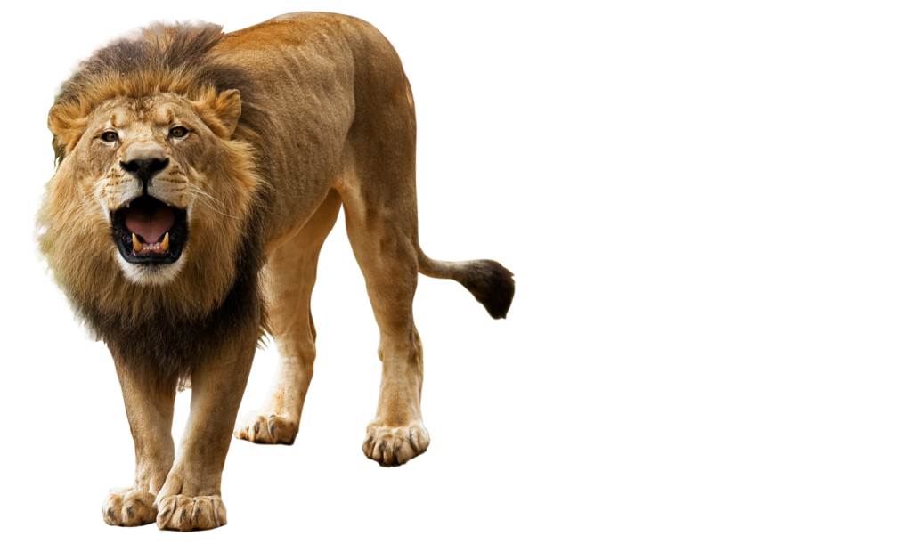 lion_png_by_kasirun_hasibuan-d99l61f.png