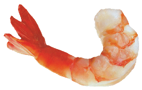 shrimp.png