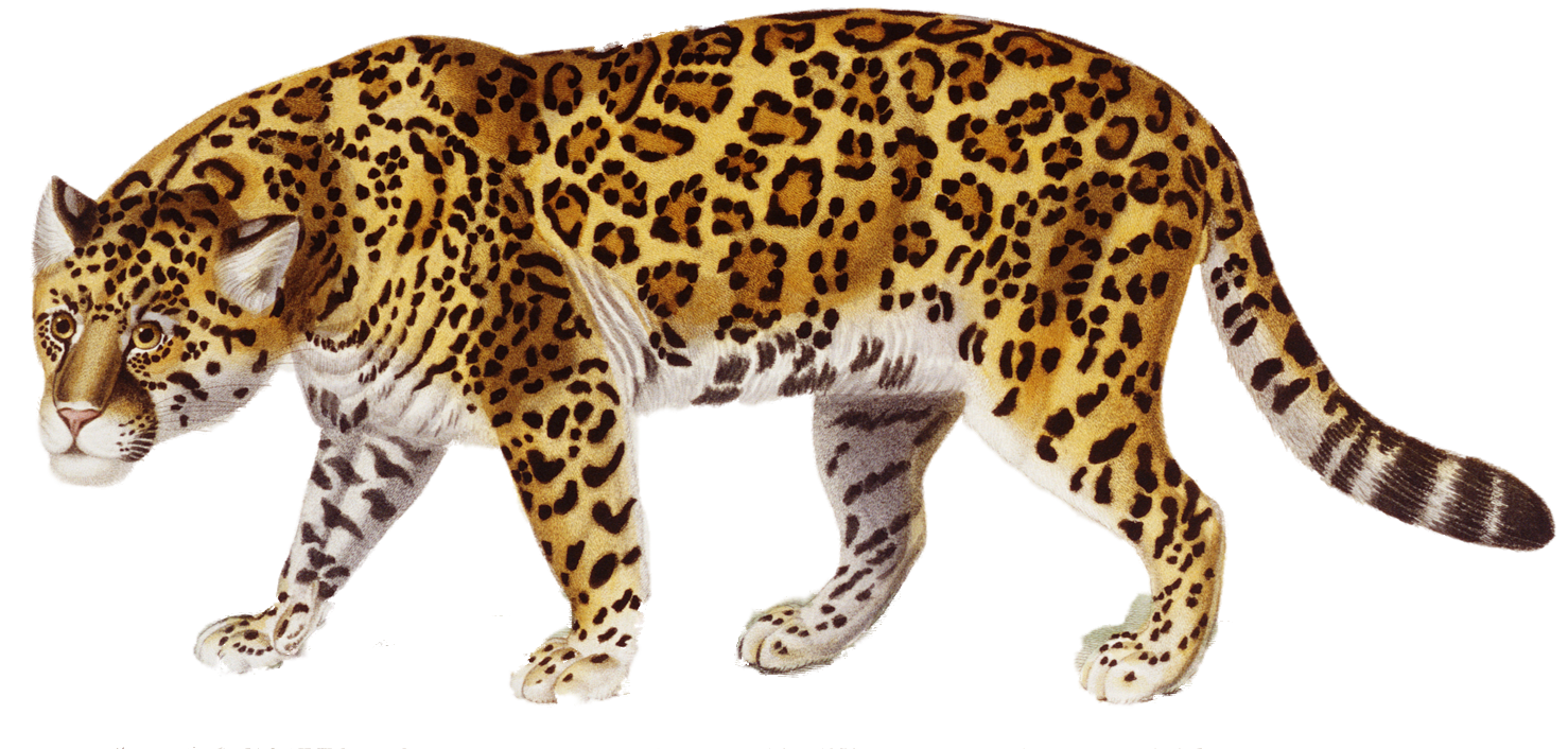 Jaguar-PNG.png