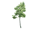 African Fern Pine, East African YellowwoodPodocarpus gracilior_002.skp