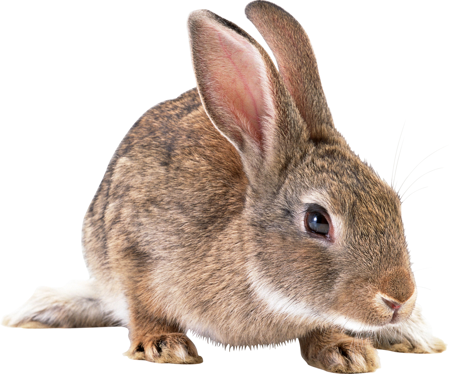 rabbit_PNG3775.png