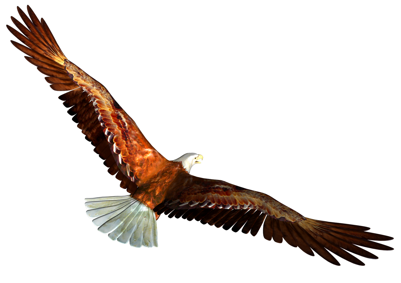 eagle_PNG1216.png