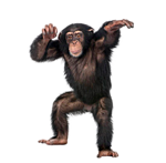 0_6ceec_873d27df_S.png