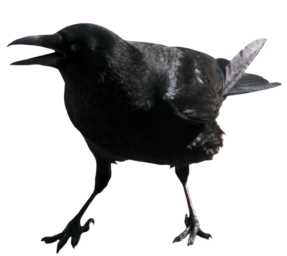crow_PNG3104.png