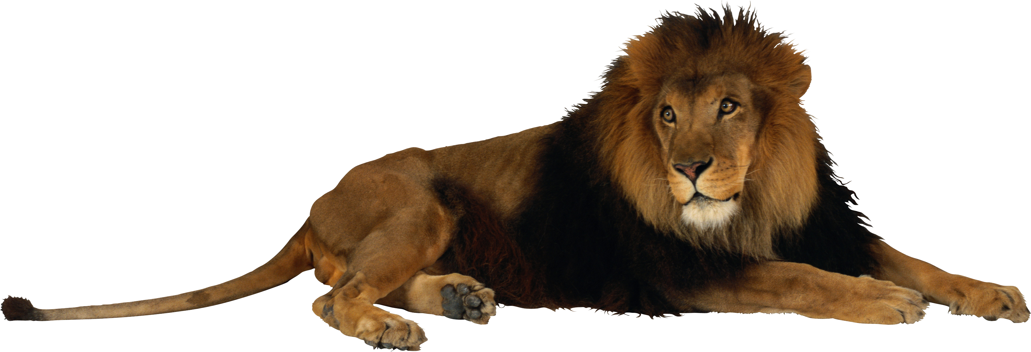 lion_PNG3805.png