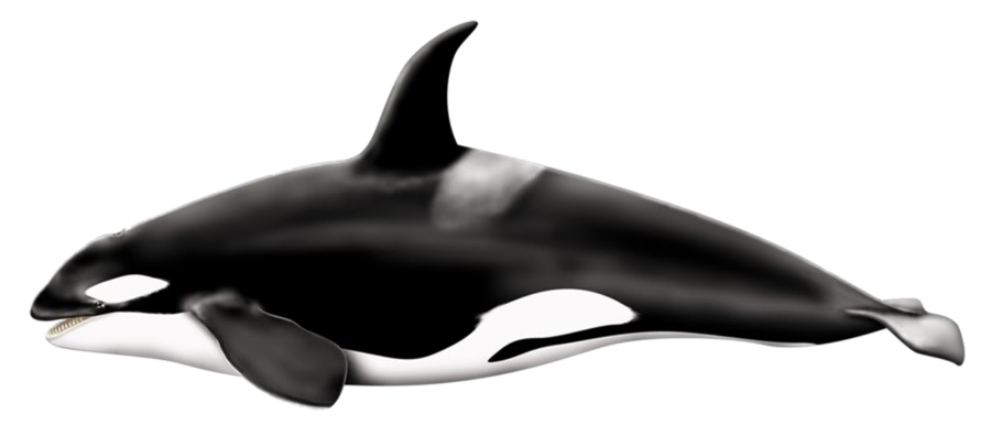 Killer-Whale-PNG-Pic.png