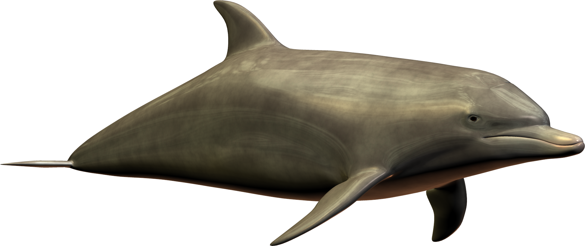 dolph3.png