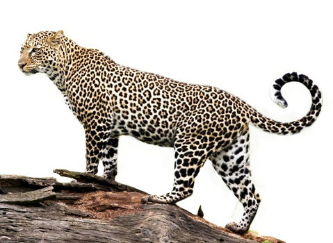 jaguar_png_stock_2__2_3__by_gilgamesh_art_iq-d9ayf3f.png