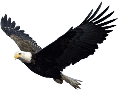 eagle_PNG1221.png