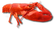 lobster (4).png