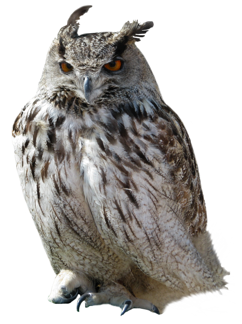 Owl-Transparent.png