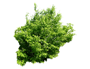 American HornbeamCarpinus caroliniana_001.skp
